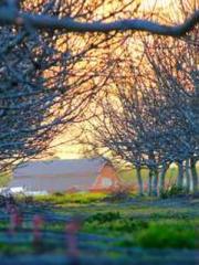 Home-to-door son-in-