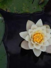 The Sovereign of the