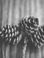 Becoming a solitary 