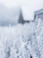 Becoming a solitary 