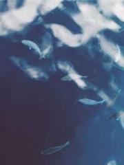 Ling Hao Qin Yuxin R