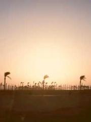 King of the Nine Pro